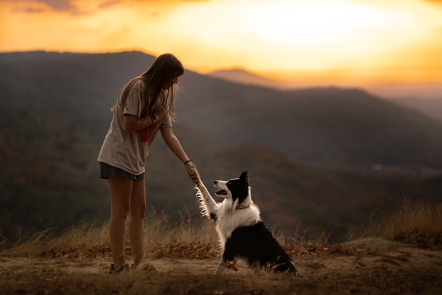 Professional dog trainer